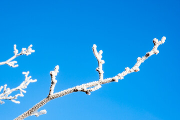 Tree branches covered with white hoarfrost against the blue sky background. Up view. Frozen plants. Pattern of pear tree in winter season. Fruit garden details. Beauty in nature. Frosty sunny weather