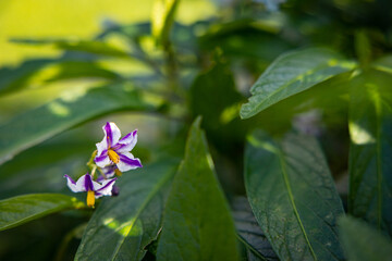 Blossom of Solanum muricatum, outdoors with lots of green leaves.