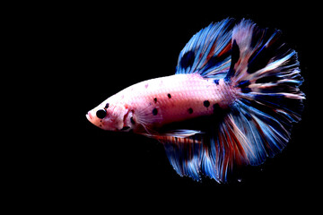 Betta fish blue butterfly halfmoon, Siamese fighting fish on isolated black background.	