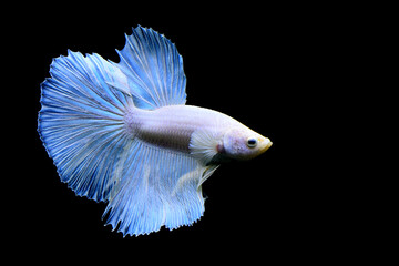 Fototapeta premium Betta fish blue butterfly halfmoon, Siamese fighting fish on isolated black background. 
