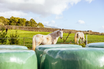 Hay bales, food for horses and other farm animals, storage for the winter.