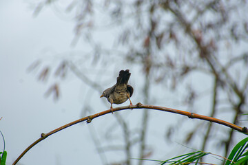 The jungle babbler is a member of the family Leiothrichidae found in the Indian subcontinent.