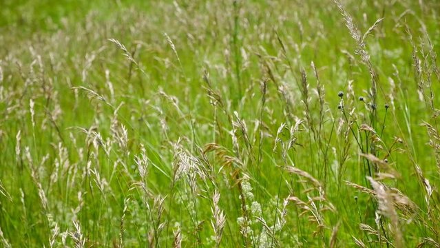 High wild grass, Poa annua, blooming on a rural background. Poa andina. Poa supina. In the meadow among wild grasses in the pasture grows Poa. Green Natural Wallpaper. Wild Grass Field. Summer Day