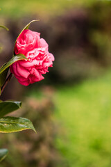 Pink camellia flower photographed close up, green background, spring season.