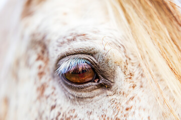 White Lusitano mare, eye details close up, horses eyes and mane.