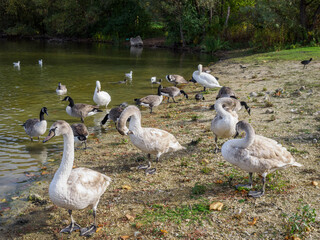 cygnes et oies à la Base de Loisirs de Verneuil sur Seine en France