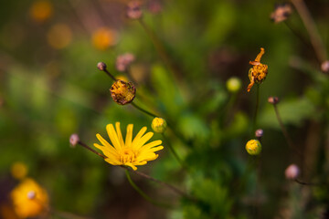 Yellow flowers photo, close up details with green background.