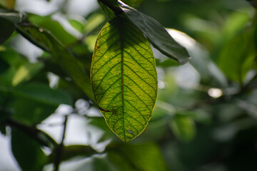 A colorful guava leaf close-up macro shot in the morning when sun light lighted the leaf.