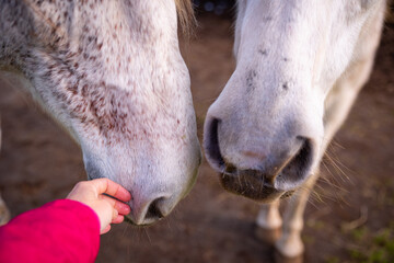 Hand touching nose of white horse, gentle animals, cute friendship.