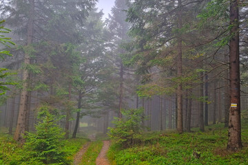 Misty mystical green forest. Hiking in the mountains.