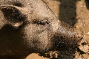 Sideview of wild boar, sus scrofa