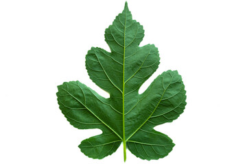 Mulberry leaves, the white mulberry species, are beautiful and strange, unlike other mulberries. It is a long-lived shrub popular for medical use.  mulberry leaves on a white background.