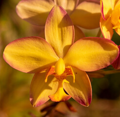 Fototapeta na wymiar Yellow Orchid
