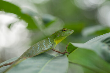 Green Reptile In Trees
