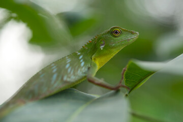 Green Reptile In Trees