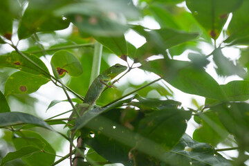 Green Reptile In Trees