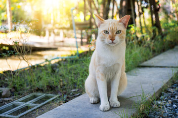 A stray cat light yellow tabby sits on a pavement in the backyard.