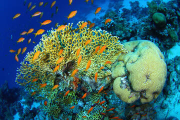 Fototapeta na wymiar Arrecife de coral Mar Rojo