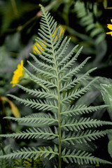 Bright young male fern fronds (Dryopteris filix-mas) in the summer garden