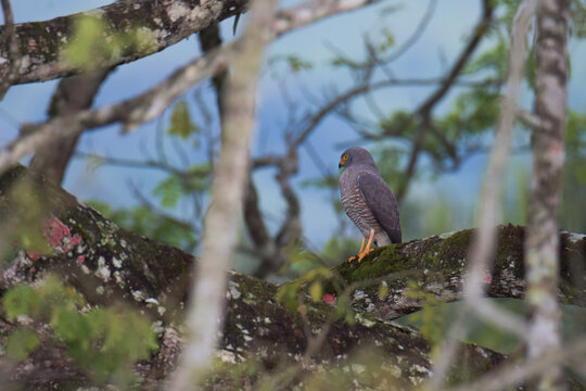 A hawk waiting for its prey.
Roadside Hawk (Rupornis magnirostris)
common name in Latam: Gavil&aacute;n pollero
Location: Quind&iacute;o, Colombia.
