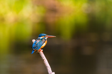 Kingfisher on a branch