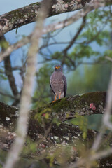A hawk waiting for its prey.
Roadside Hawk (Rupornis magnirostris)
common name in Latam: Gavilán pollero
Location: Quindío, Colombia.
