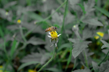 Flying honey bee collecting pollen at yellow flower. Bee flying over the yellow flower in blur background