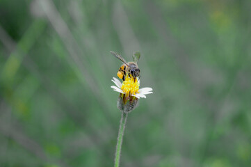 Flying honey bee collecting pollen at yellow flower. Bee flying over the yellow flower in blur background
