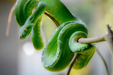 Green Tree Python (Morelia viridis) on tree branch. Green tree pythons are found in Indonesia, Papua New Guinea, and Australia.