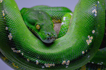 Body of green tree python Morelia viridis close-up. Portrait art. Snake skin, natural texture, abstract, graphic resources. Nature, environmental conservation, animal wildlife, zoology, herpetology