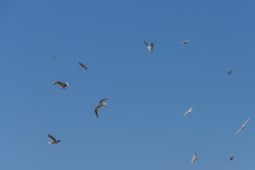 Flock of Seagulls flying on blue sky background