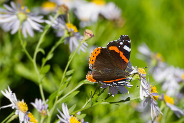 Red admiral butterfly (Vanessa Atalanta) with open wings perched on a white daisy in Zurich, Switzerland