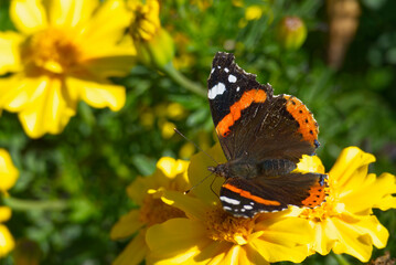 Red admiral butterfly (Vanessa Atalanta) with open wings perched on a yellow flower in Zurich, Switzerland