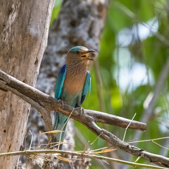 Indian roller, Coracias benghalensis, colorful bird perched on a branch in India, Madhya Pradesh
