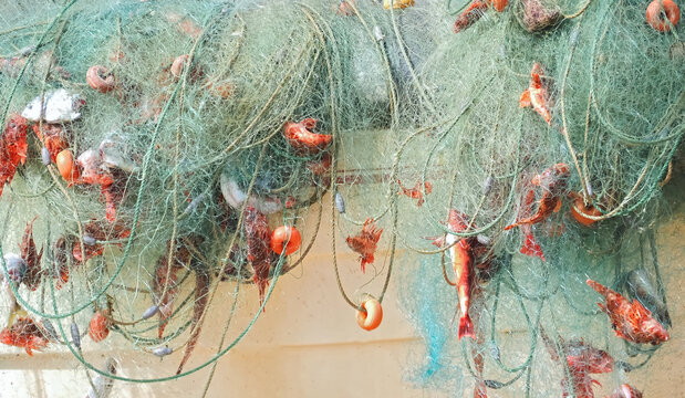 Fish caught in a fisher net