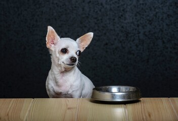 A small white dog Chihuahua sits at a wooden table made of light textured wood and looks away. Nearby on the table is an iron empty bowl for food.