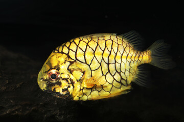 Pinecone fish (Monocentris japonica) rare and unusual marine fish from Pacific Ocean
