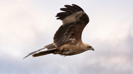 Close up of Brahminy kite(Haliastur indus) flying in the sky in nature of India