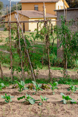 Huerta urbana encontrada en Cataluña con diferentes verduras plantadas en la tierra  por un joven granjero en su pequeño pueblo.