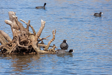 Two Coots Swin Near a Sunken Tree