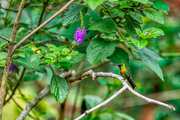 Parque Nacional del Manu