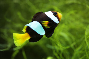Sebae Anemonefish (Amphiprion sebae) from Andaman Sea, Thailand © Pavaphon
