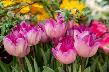 bunch of tulips in spring garden