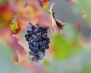 Wine country in autumn