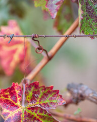 Wine country in autumn