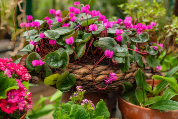 Delicate Cyclamen houseplant with pink flowers blooming in wicker flowerpot in home garden