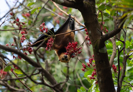 Flying Fox Fruit Bat in Tree Tops