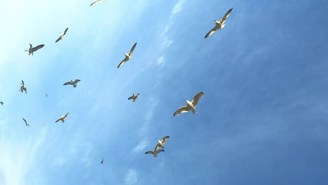 Flock of seagulls in flight. Slow motion. Peace and freedom concept. Vertical, phone orientation