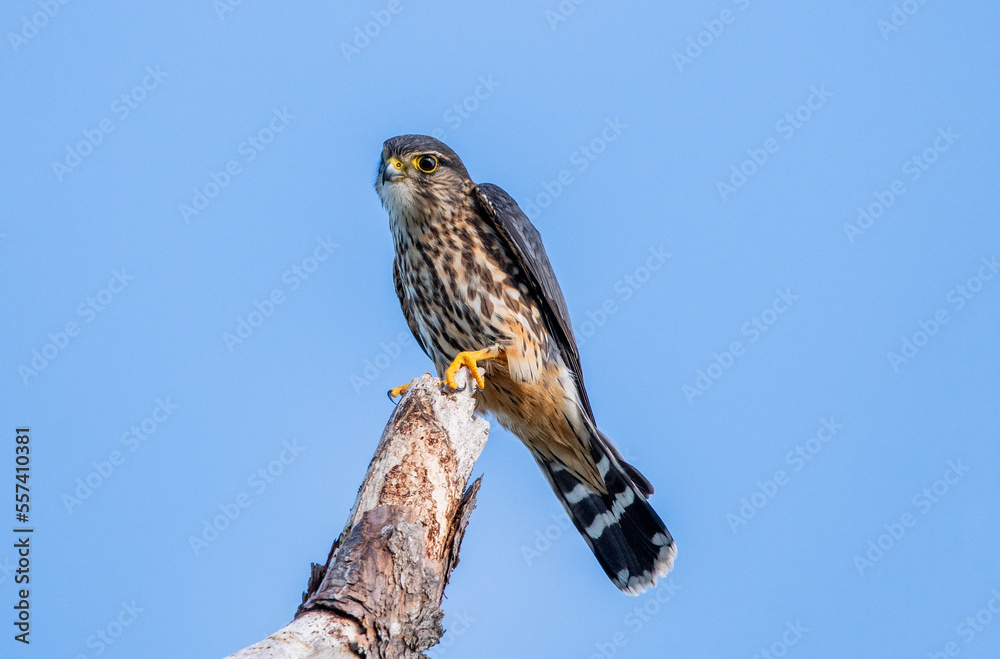 Sticker A merlin perched on a tree branch in Florida.