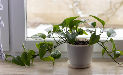 flower in pot on windowsill. Interior house concept
